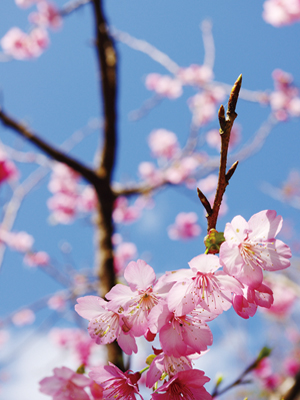 緋寒桜