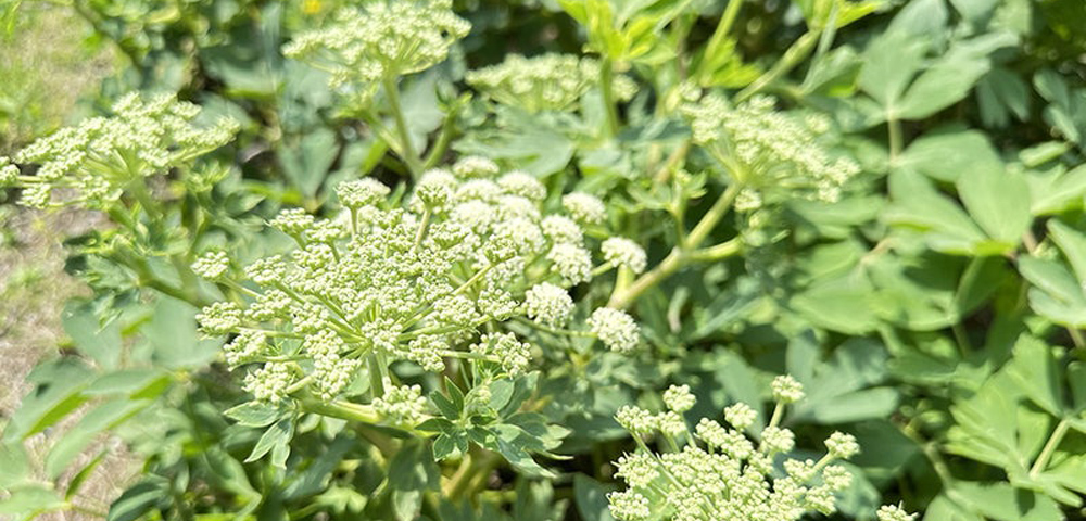 長命草 フラワーエッセンス スプレー