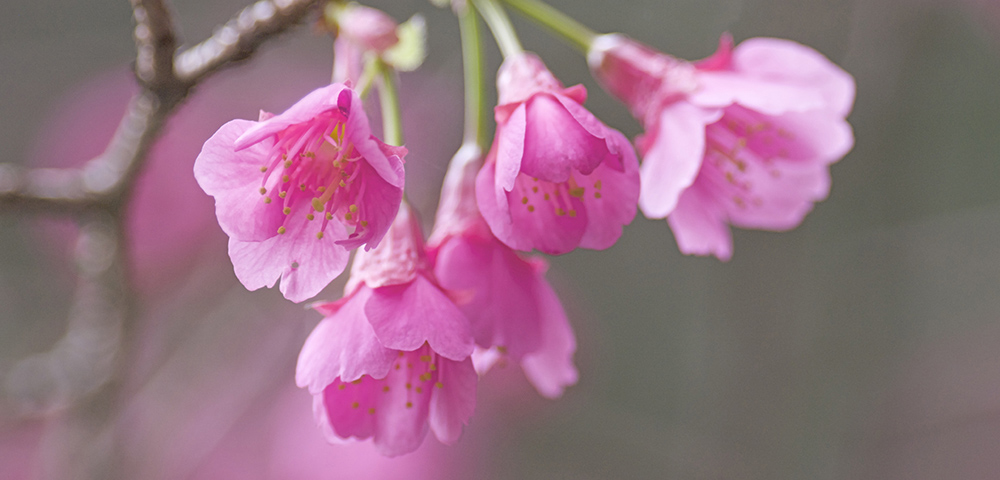 緋寒桜 フラワーエッセンス