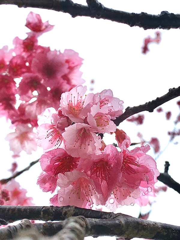 緋寒桜