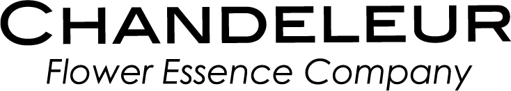 シャンドゥルールスタッフおすすめアイテム